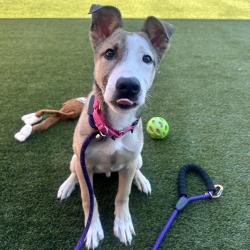 Shelter Stray Male Dog last seen , Animal Care & Control Team of Philly, 111 W Hunting Park Ave, Philadelphia, PA 19140, USA