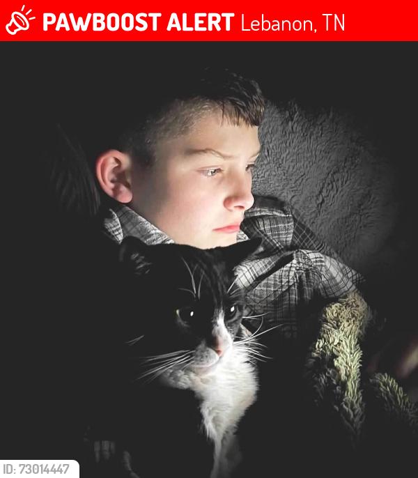 Lost Male Cat last seen Pepperstone & Hartmann, Lebanon, TN 37087