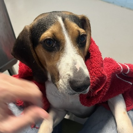Shelter Stray Male Dog last seen , Animal Care & Control Team of Philly, 111 W Hunting Park Ave, Philadelphia, PA 19140, USA