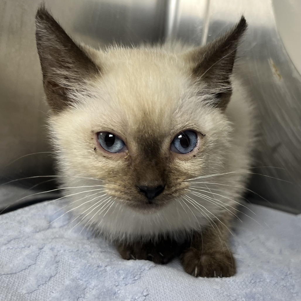 Shelter Stray Female Cat last seen , 4575 E Mesquite Ave, Palm Springs, CA 92264, USA