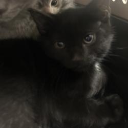 Shelter Stray Male Cat last seen , Animal Care & Control Team of Philly, 111 W Hunting Park Ave, Philadelphia, PA 19140, USA