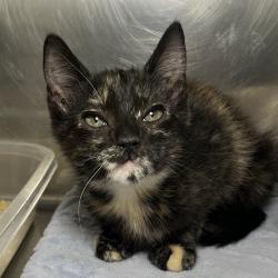 Shelter Stray Female Cat last seen , 4575 E Mesquite Ave, Palm Springs, CA 92264, USA