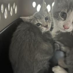 Shelter Stray Female Cat last seen , Animal Care & Control Team of Philly, 111 W Hunting Park Ave, Philadelphia, PA 19140, USA
