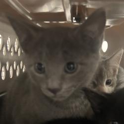 Shelter Stray Male Cat last seen , Animal Care & Control Team of Philly, 111 W Hunting Park Ave, Philadelphia, PA 19140, USA