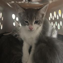 Shelter Stray Male Cat last seen , Animal Care & Control Team of Philly, 111 W Hunting Park Ave, Philadelphia, PA 19140, USA