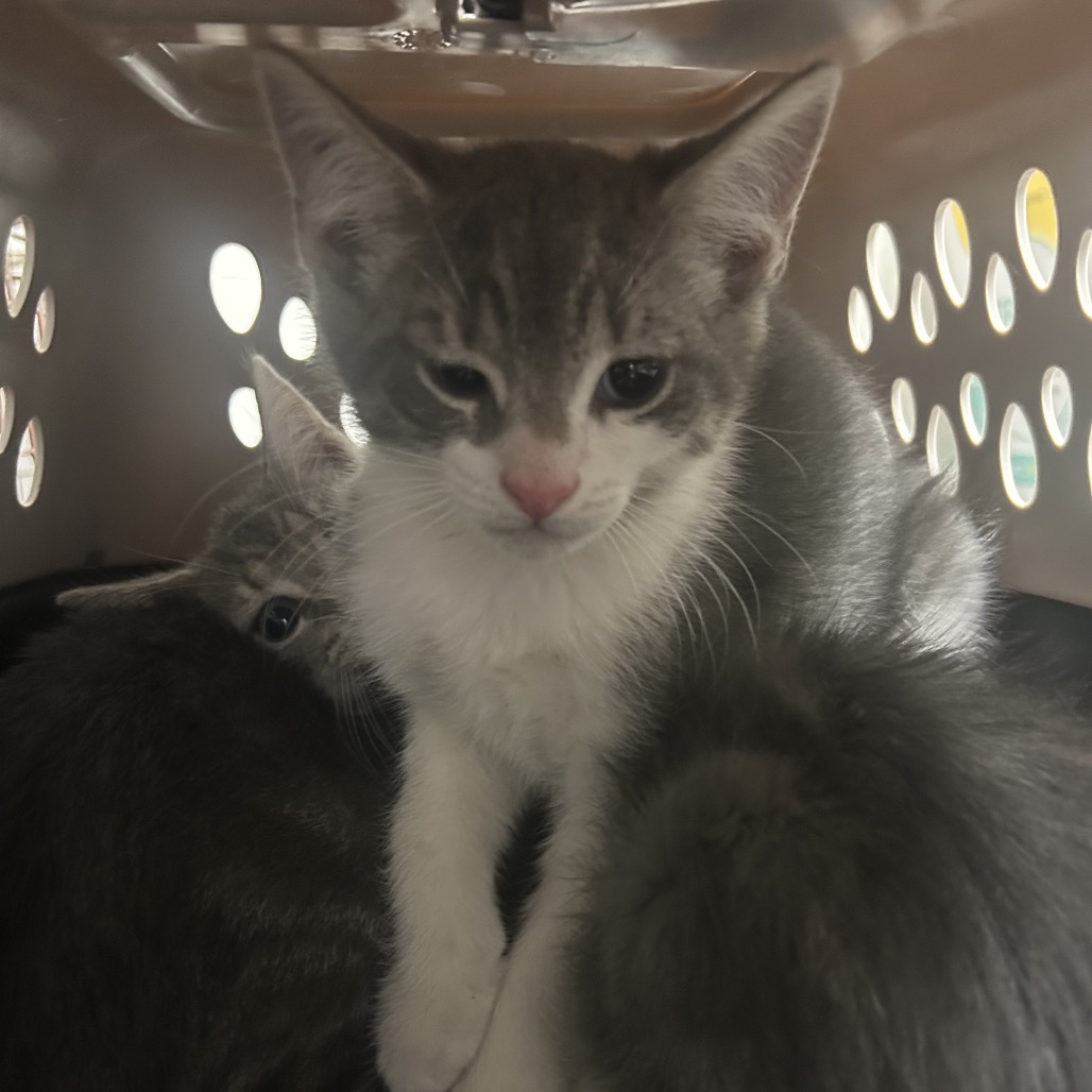 Shelter Stray Male Cat last seen , Animal Care & Control Team of Philly, 111 W Hunting Park Ave, Philadelphia, PA 19140, USA