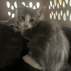 Shelter Stray Female Cat last seen , Animal Care & Control Team of Philly, 111 W Hunting Park Ave, Philadelphia, PA 19140, USA