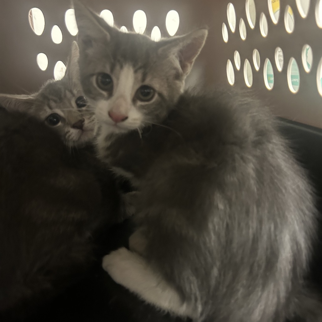 Shelter Stray Female Cat last seen , Animal Care & Control Team of Philly, 111 W Hunting Park Ave, Philadelphia, PA 19140, USA