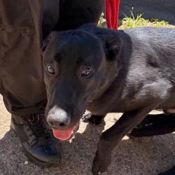 Shelter Stray Male Dog last seen , Animal Care & Control Team of Philly, 111 W Hunting Park Ave, Philadelphia, PA 19140, USA