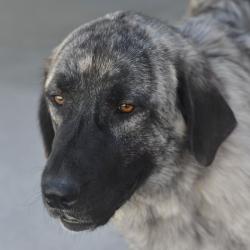 Shelter Stray Female Dog last seen , 3173 K-68 Hwy, Ottawa, KS 66067, USA