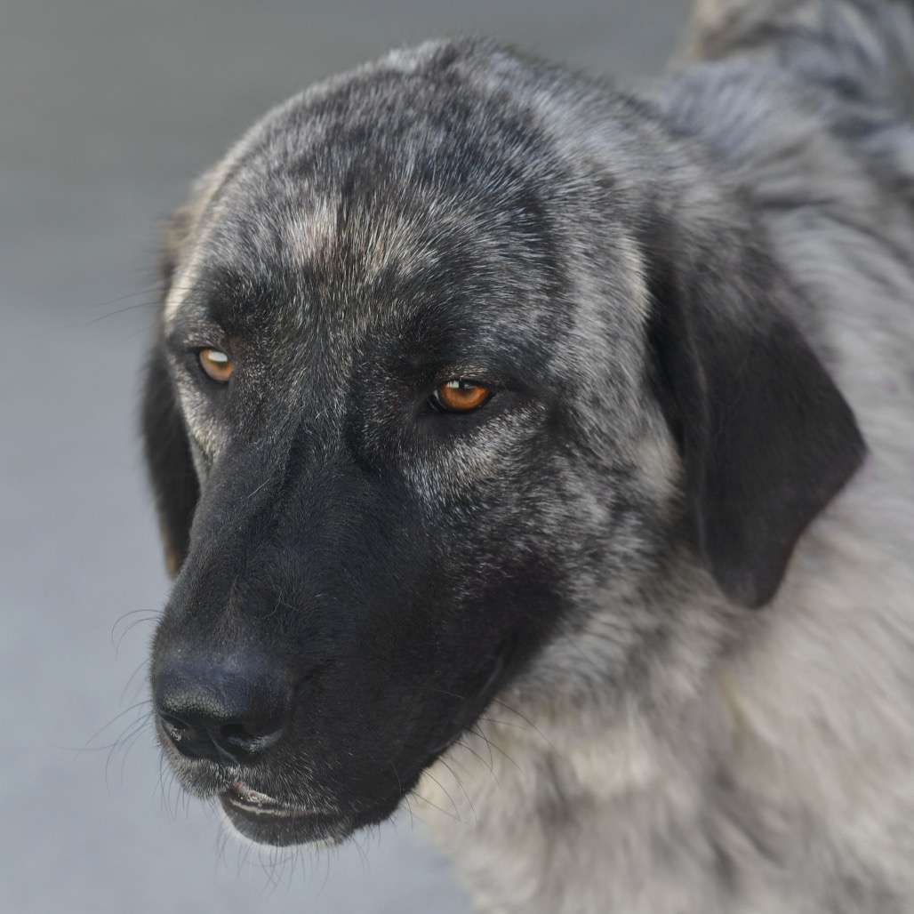 Shelter Stray Female Dog last seen , 3173 K-68 Hwy, Ottawa, KS 66067, USA