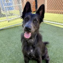 Shelter Stray Female Dog last seen , 12910 Yukon Ave, Hawthorne, CA 90250, USA