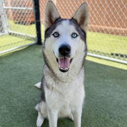Shelter Stray Female Dog last seen , 12910 Yukon Ave, Hawthorne, CA 90250, USA