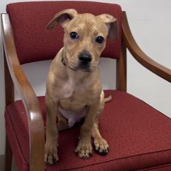 Shelter Stray Male Dog last seen , 12910 Yukon Ave, Hawthorne, CA 90250, USA