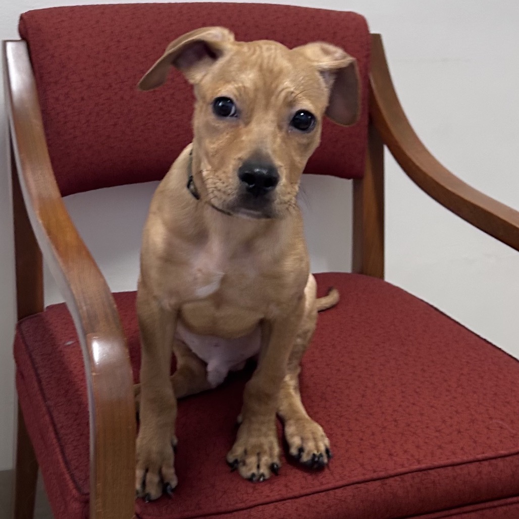 Shelter Stray Male Dog last seen , 12910 Yukon Ave, Hawthorne, CA 90250, USA
