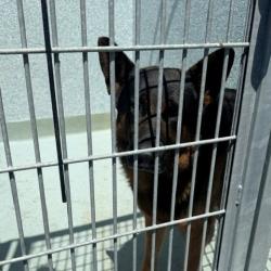 Shelter Stray Male Dog last seen , 12910 Yukon Ave, Hawthorne, CA 90250, USA