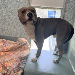 Shelter Stray Unknown Dog last seen , 12910 Yukon Ave, Hawthorne, CA 90250, USA
