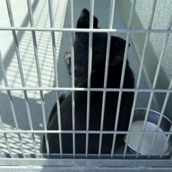 Shelter Stray Unknown Dog last seen , 12910 Yukon Ave, Hawthorne, CA 90250, USA