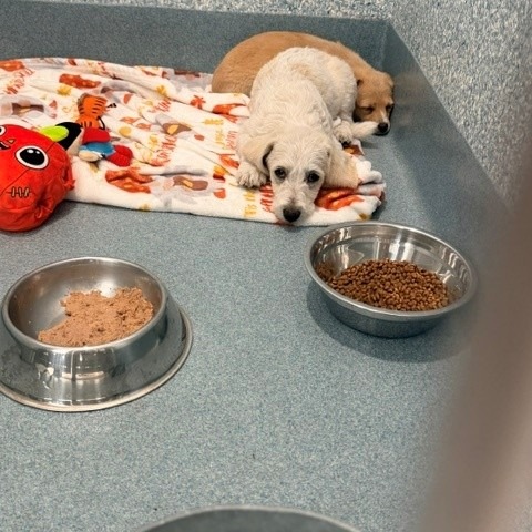 Shelter Stray Unknown Dog last seen , 12910 Yukon Ave, Hawthorne, CA 90250, USA