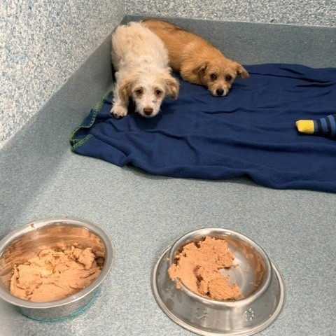 Shelter Stray Unknown Dog last seen , 12910 Yukon Ave, Hawthorne, CA 90250, USA