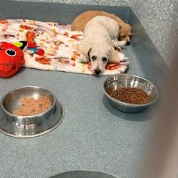 Shelter Stray Unknown Dog last seen , 12910 Yukon Ave, Hawthorne, CA 90250, USA