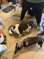 Reunited Male Dog last seen Saddle Mountain Road, Rome, GA 30161
