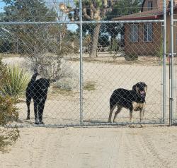 Lost Male Dog last seen Sutter rd, Lucerne Valley, CA 92356