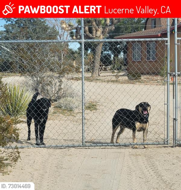 Lost Male Dog last seen Sutter rd, Lucerne Valley, CA 92356