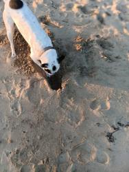 Lost Male Dog last seen 44.131708,-121.273601, Bend, OR 97702