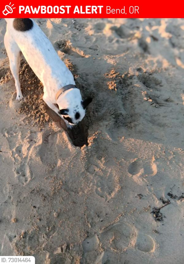 Lost Male Dog last seen 44.131708,-121.273601, Bend, OR 97702