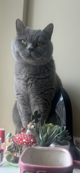 Lost Male Cat last seen Bargoed , Caerphilly County Borough, Wales CF81