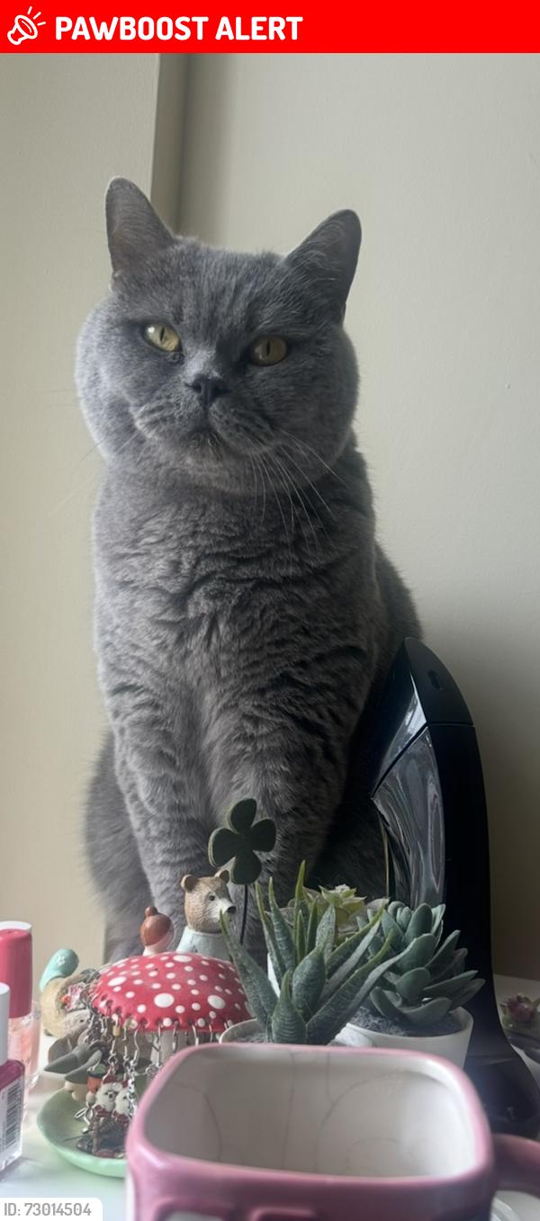 Lost Male Cat last seen Bargoed , Caerphilly County Borough, Wales CF81