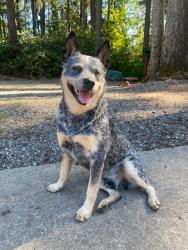 Reunited Male Dog last seen Vick Rd & Appaloosa Dr, Clackamas County, OR 97038