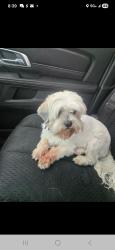 Lost Female Dog last seen Linwood CLARIMOUNT , Detroit, MI 48206