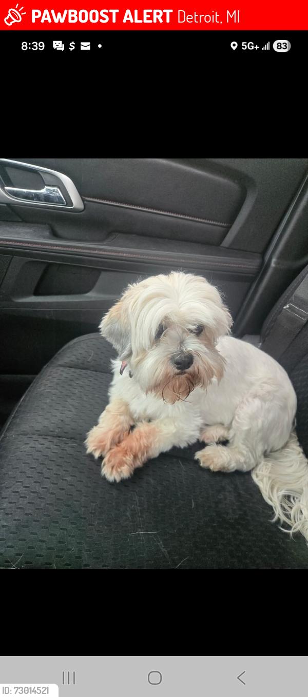 Lost Female Dog last seen Linwood CLARIMOUNT , Detroit, MI 48206