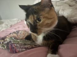 Lost Female Cat last seen Bethel Road, Columbus, OH 43214