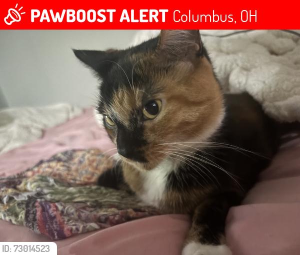 Lost Female Cat last seen Bethel Road, Columbus, OH 43214