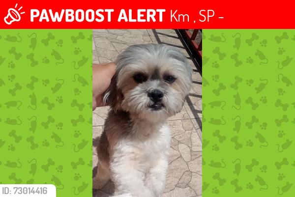Lost Male Dog last seen CRUZAMENTO DO BAR CARIOCA, Km 18, SP 06180-000
