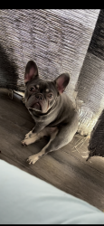 Lost Female Dog last seen Nisqualli Ave between 9th Ave and 11th Ave, Victorville, CA 92395