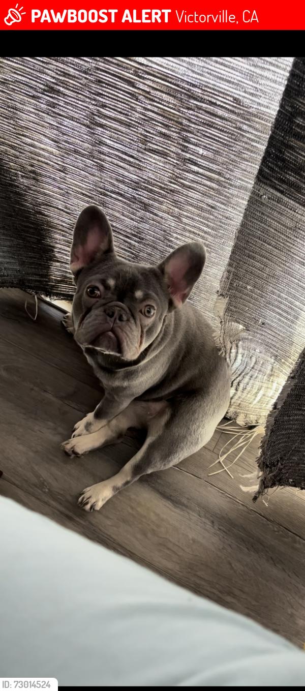 Lost Female Dog last seen Nisqualli Ave between 9th Ave and 11th Ave, Victorville, CA 92395