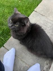 Lost Female Cat last seen Ardler Road caversham, Lower Caversham, England RG4 8BG