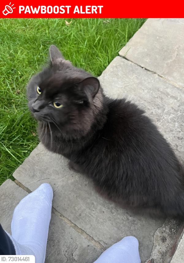 Lost Female Cat last seen Ardler Road caversham, Lower Caversham, England RG4 8BG