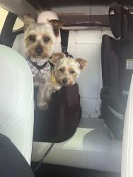 Reunited Male Dog last seen Hollywood Vegas valley , Whitney, NV 89122