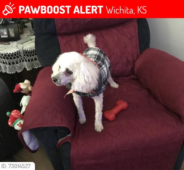 Lost Male Dog last seen Maple and St. Paul, Wichita, KS 67213