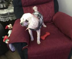 Lost Male Dog last seen Maple and St. Paul, Wichita, KS 67213