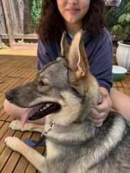 Reunited Female Dog last seen 245th & Hendricks, Lomita, CA 90717