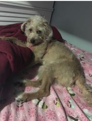 Lost Female Dog last seen Near porter pond rd Sterling , Sterling, CT 06354