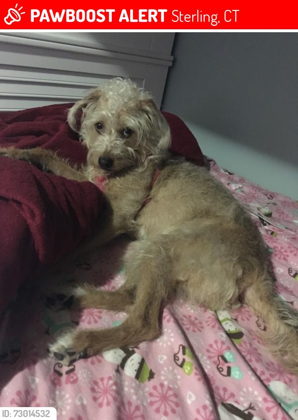 Lost Female Dog last seen Near porter pond rd Sterling , Sterling, CT 06354