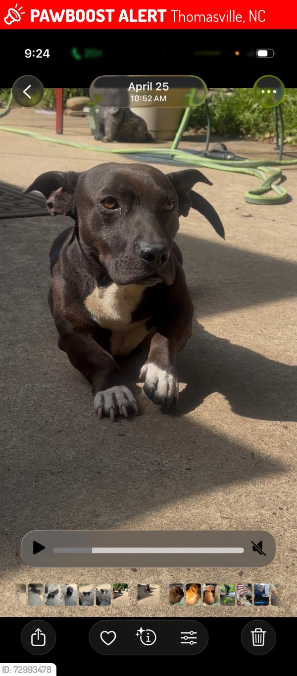 Lost Male Dog last seen Ball park Road, Thomasville, NC 27360