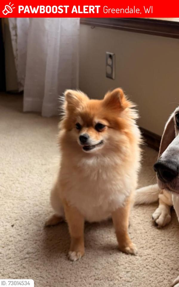 Lost Female Dog last seen Edgehill Rd and Eaton Ln, Greendale, WI 53129